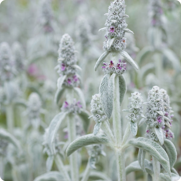 Lamb’s Ear Samen Stachys byzantina silver fuzzy foliage
