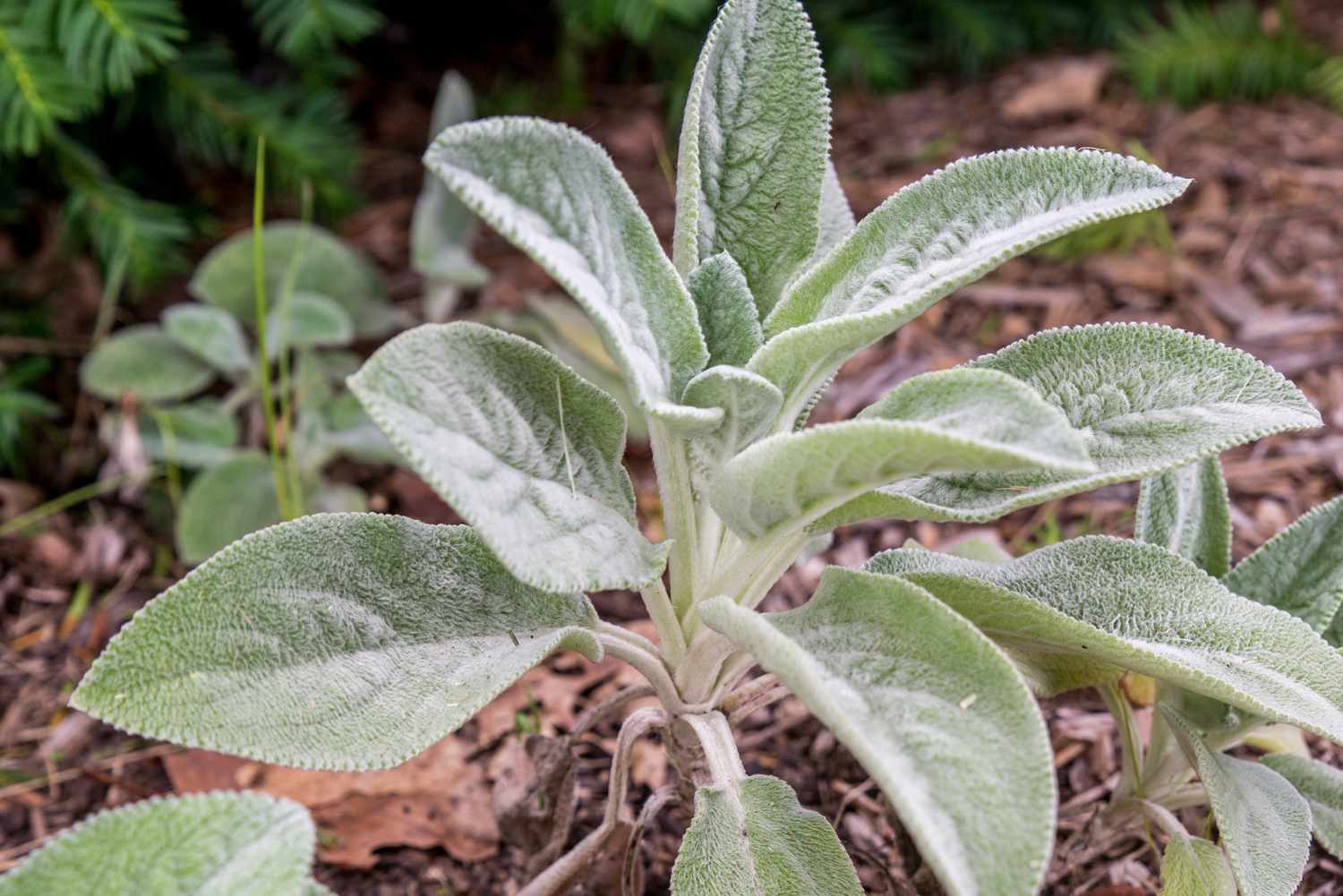 Lamb'sEar Blumensamen zur Aussaat lang Blüte Saison Traditionssorte & ohne Gentechnik Samen Hausgarten