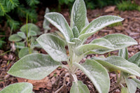 Grün Lambs Ear Blumensamen zur Aussaat – Halbschatten verträglich – Traditionssorte & ohne Gentechnik Samen Hausgarten