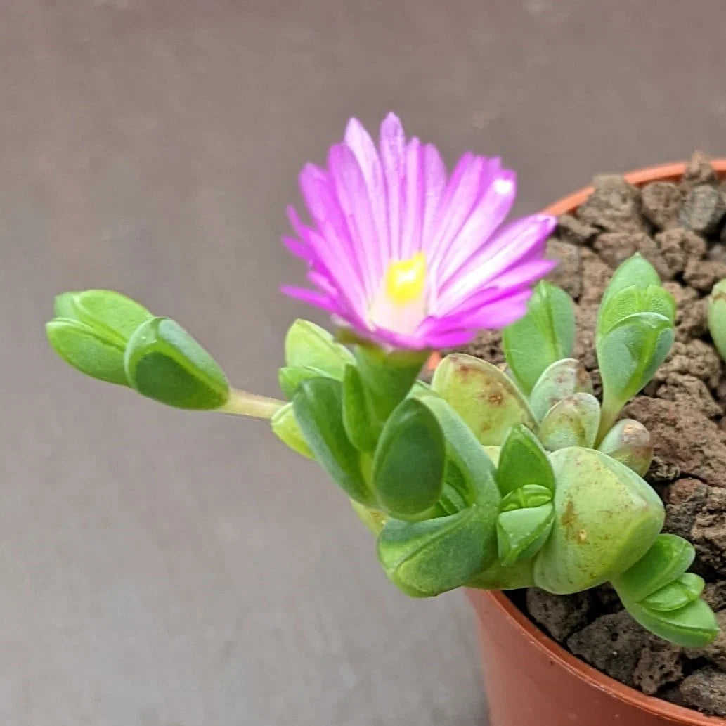 Lampranthus Maximiliana Blumensamen zur Aussaat sonnenliebend Traditionssorte & ohne Gentechnik Samen Hausgarten