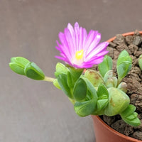 Lampranthus Maximiliana Blumensamen zur Aussaat sonnenliebend Traditionssorte & ohne Gentechnik Samen Hausgarten