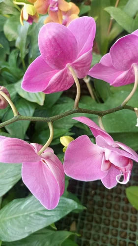 klein Rosa Schmetterlingsorchidee Orchidee Blumensamen zur Aussaat – farbenfroh Schau – Traditionssorte & ohne Gentechnik Samen Hausgarten
