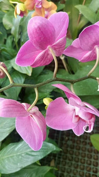 klein Rosa Schmetterlingsorchidee Orchidee Blumensamen zur Aussaat – farbenfroh Schau – Traditionssorte & ohne Gentechnik Samen Hausgarten
