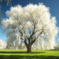 Landscape willow tree samen