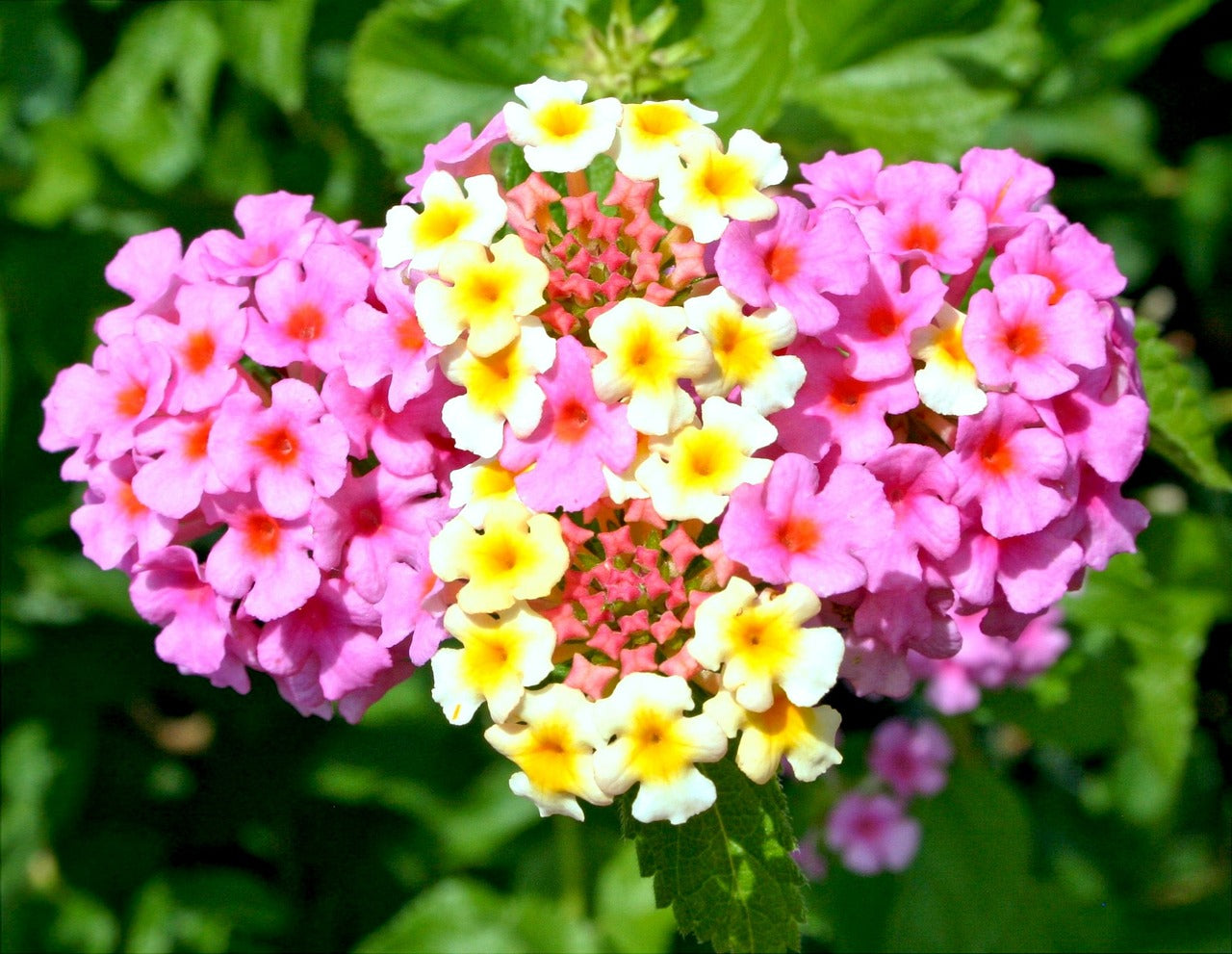 Traditionssorte Camara Blumensamen zur Aussaat Garten beliebt Traditionssorte & ohne Gentechnik Samen Hausgarten