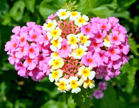 Traditionssorte Camara Blumensamen zur Aussaat Garten beliebt Traditionssorte & ohne Gentechnik Samen Hausgarten