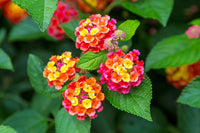 Gemischt Wandelröschen Camara Blumensamen zur Aussaat – Garten beliebt – Traditionssorte & ohne Gentechnik Samen Hausgarten