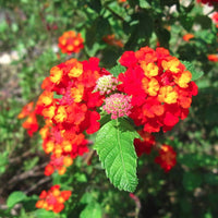 Lantana blume clusters vibrant colors