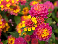 Lantana pflanze in decorative topf