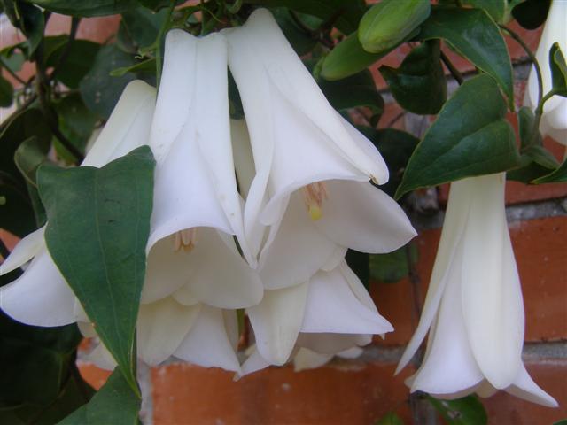 Chilean Bell Blumensamen zur Aussaat saisonal Dauerblüher Traditionssorte & ohne Gentechnik Samen Hausgarten