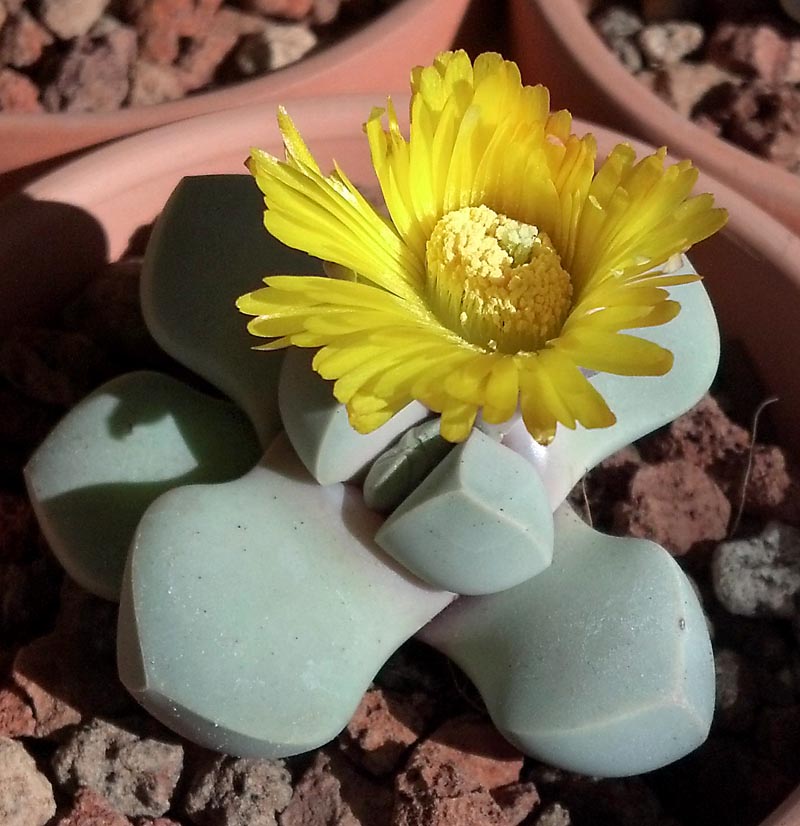 Sea Grün Lapidaria Margaretae Blumensamen zur Aussaat – Schnitt Blume beliebt – Traditionssorte & ohne Gentechnik Samen Hausgarten