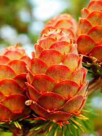 Orange Larch Blumensamen zur Aussaat – hochwertige Qualitäts- – Traditionssorte & ohne Gentechnik Samen Hausgarten