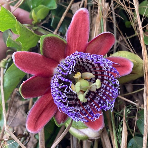 Passiflora Alata Blumensamen zur Aussaat – sonnenliebend – Traditionssorte & ohne Gentechnik Samen Hausgarten