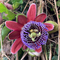 Passiflora Alata Blumensamen zur Aussaat – sonnenliebend – Traditionssorte & ohne Gentechnik Samen Hausgarten