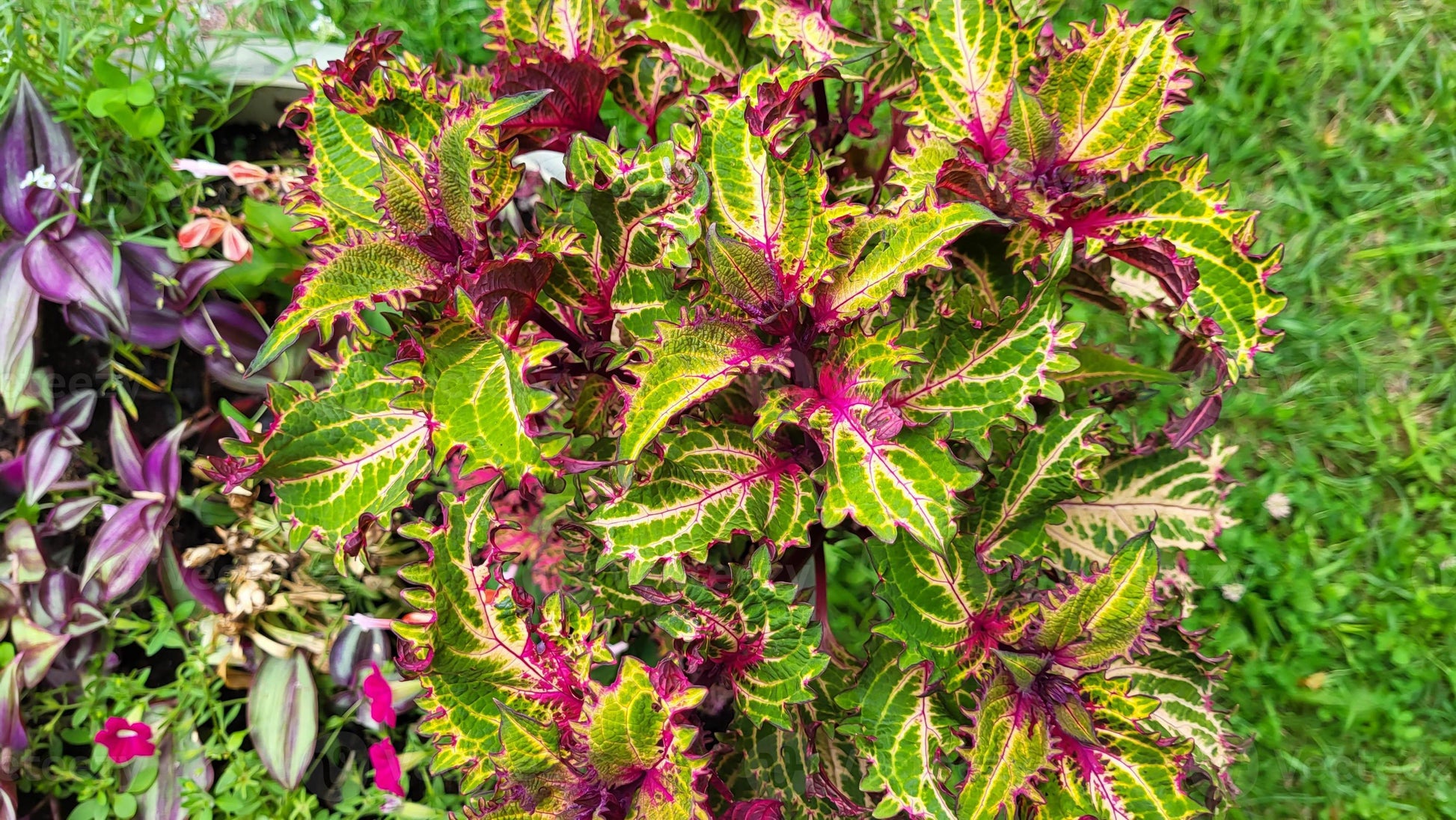 mehrfarbig Buntnessel Blumensamen zur Aussaat – sonnenliebend – Traditionssorte & ohne Gentechnik Samen Hausgarten