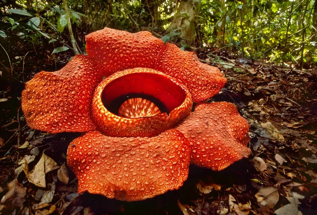 Smelliest Blumensamen zur Aussaat Wildblume Mischung Traditionssorte & ohne Gentechnik Samen Hausgarten