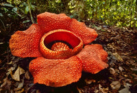 Smelliest Blumensamen zur Aussaat Wildblume Mischung Traditionssorte & ohne Gentechnik Samen Hausgarten