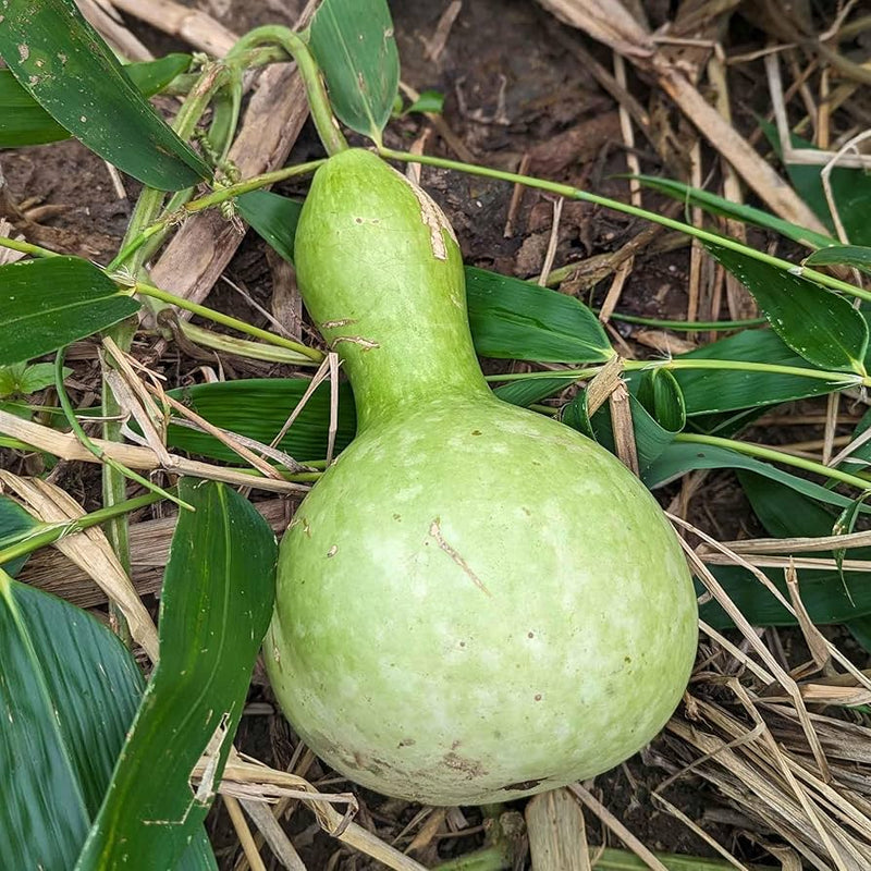 Große bottle gourd birdhouse pumpkin samen für home gardens