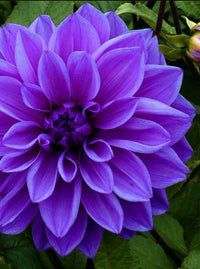 Large dark lila dahlia blume in bloom