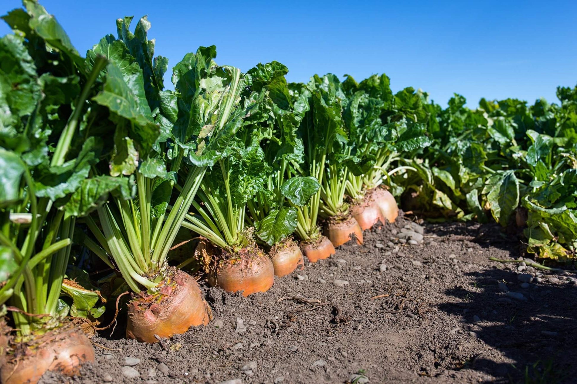 Große fodder beet pflanzen gezogen aus samen