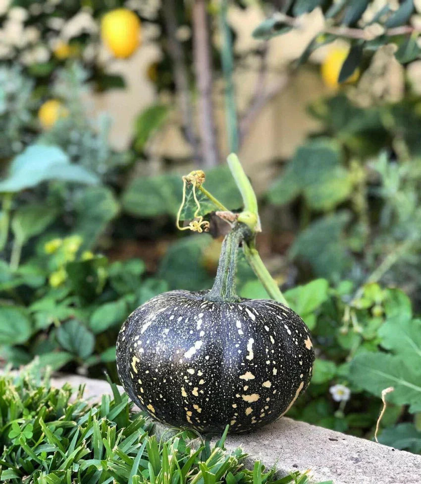 Schwarze pumpkin wachsend in home garten