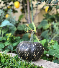 Schwarze pumpkin wachsend in home garten
