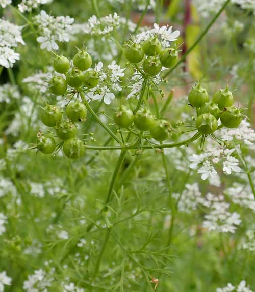 Large Leaf Cilantro Samen Coriandrum sativum green foliage