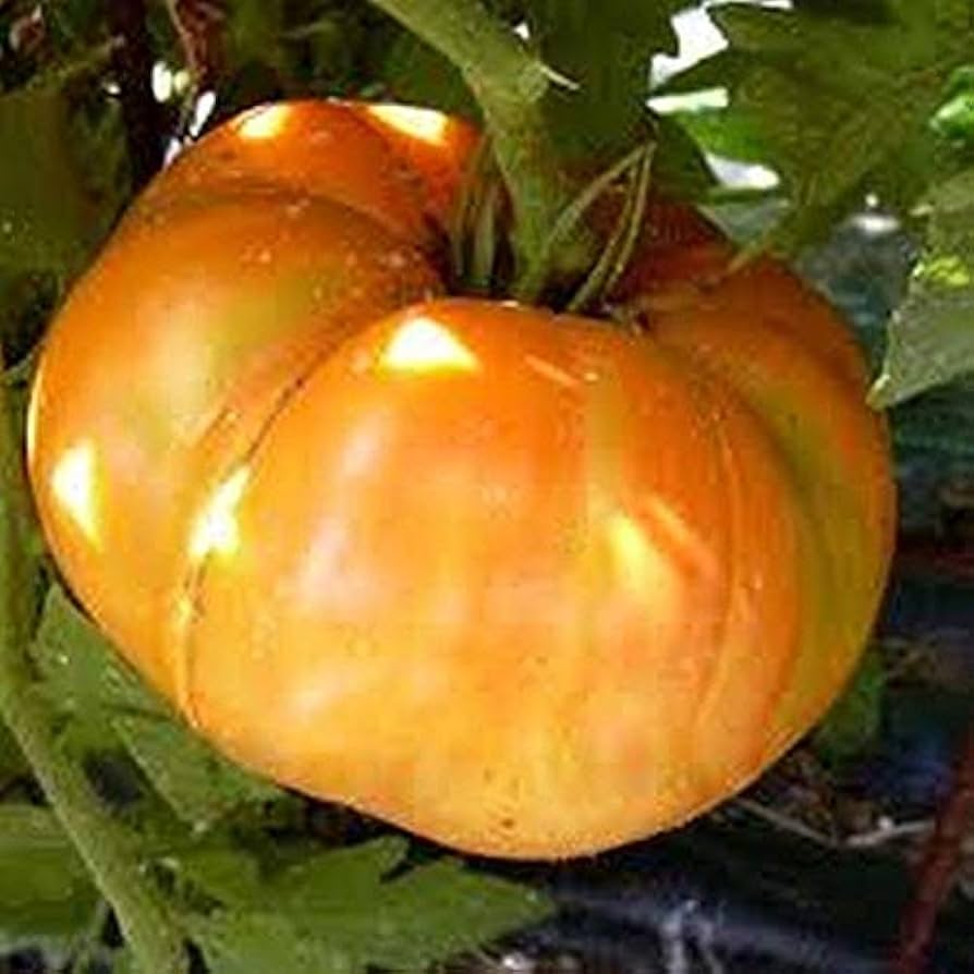 Big orange tomatoes wachsend on pflanze