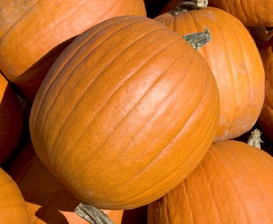 Große non-gmo pumpkin samen für home gardens