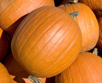 Große non-gmo pumpkin samen für home gardens