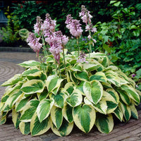 Grün Blau Hosta Blumensamen zur Aussaat – lang Blüte Saison – Traditionssorte & ohne Gentechnik Samen Hausgarten