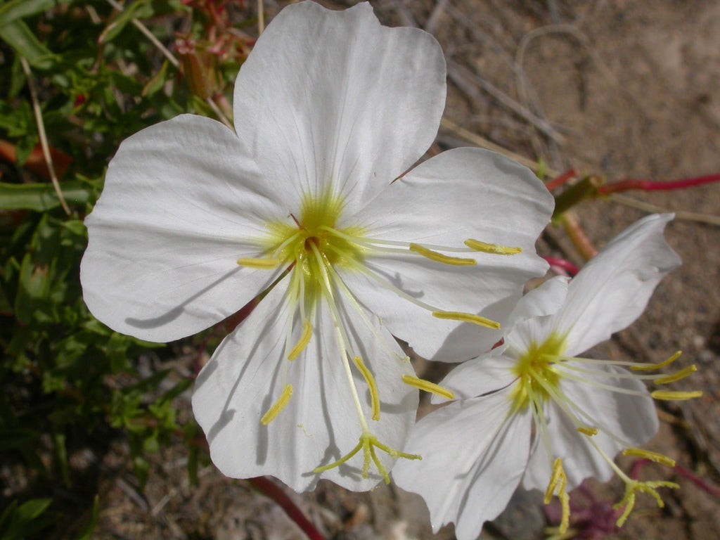 Weiß Oenothera Blumensamen zur Aussaat – elegant einjährig Blüten