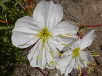 Weiß Oenothera Blumensamen zur Aussaat – elegant einjährig Blüten
