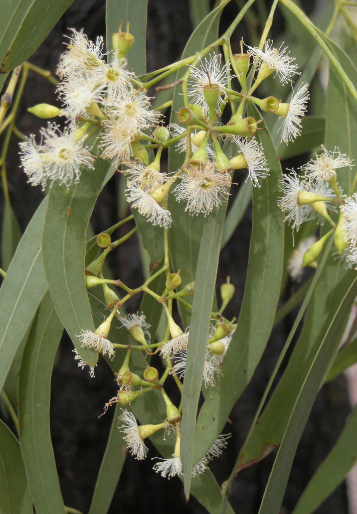 Gemischt Eucalyptus Blumensamen zur Aussaat – leuchtend – Traditionssorte & ohne Gentechnik Samen Hausgarten
