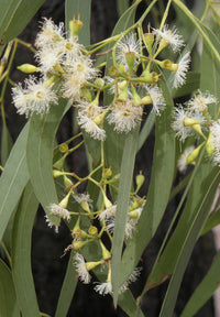 Gemischt Eucalyptus Blumensamen zur Aussaat – leuchtend – Traditionssorte & ohne Gentechnik Samen Hausgarten