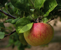 Malus pumila Frucht  Samen für einfaches Anpflanzen