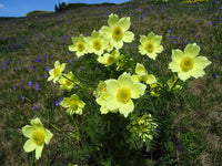 Gelb (gelb anemone) samen for anpflanzung in home garten