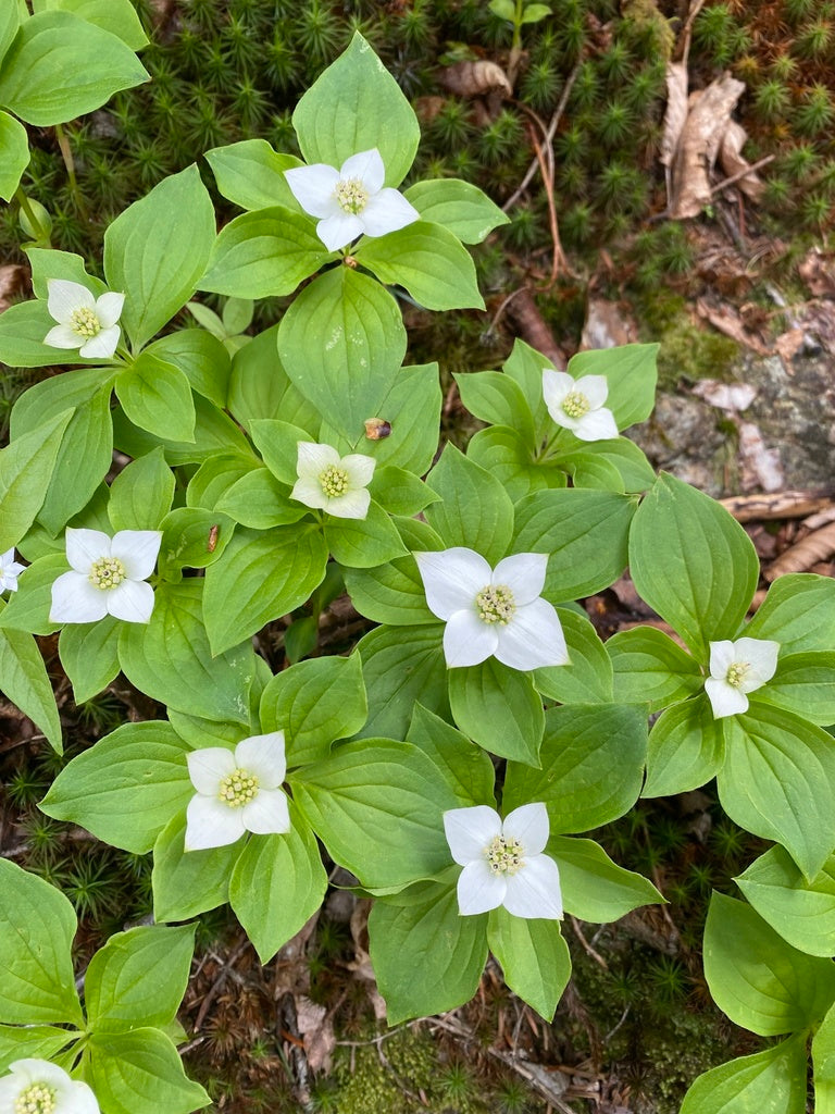 Bunchberry blume samen for anpflanzung shade tolerant heirloom & gmo free samen for home garten 
 
 sale for anpflanzung in home garten