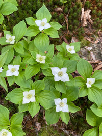 Bunchberry blume samen for anpflanzung shade tolerant heirloom & gmo free samen for home garten 
 
 sale for anpflanzung in home garten