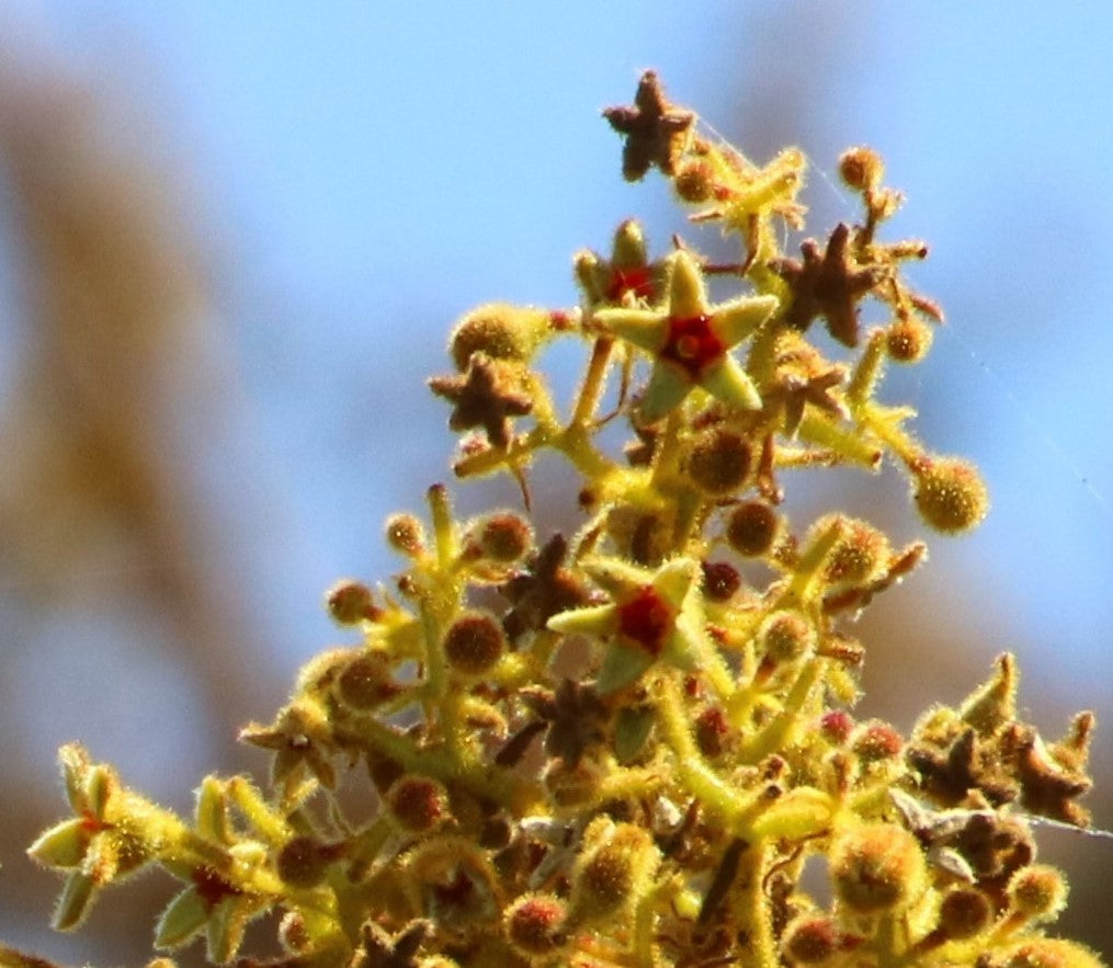 Sterculia Urens Baum Samen zur Aussaat exotisch Rot Baum Samen