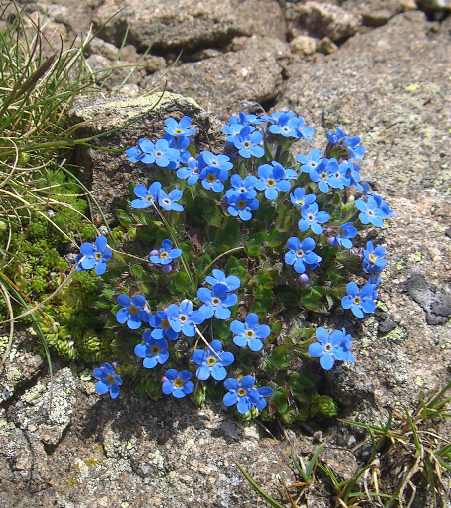 Alpenblumensamen Blumensamen zur Aussaat Alpine Garten