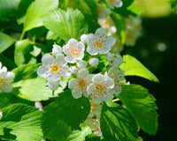 Crataegus Blumensamen zur Aussaat Halbschatten verträglich Traditionssorte & ohne Gentechnik Samen Hausgarten