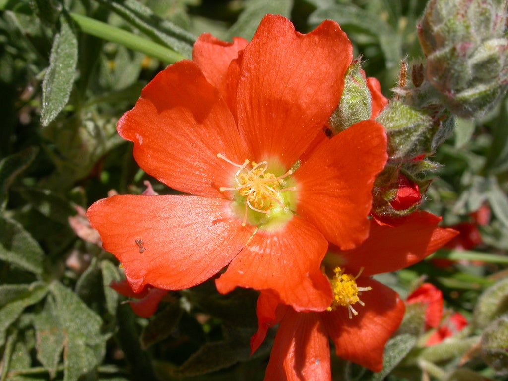 Globemallow Blumensamen zur Aussaat farbenfroh Schau Traditionssorte & ohne Gentechnik Samen Hausgarten