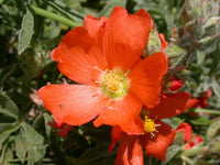 Globemallow Blumensamen zur Aussaat farbenfroh Schau Traditionssorte & ohne Gentechnik Samen Hausgarten