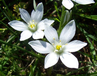 Star Bethlehem Blumensamen zur Aussaat leuchtend Traditionssorte & ohne Gentechnik Samen Hausgarten