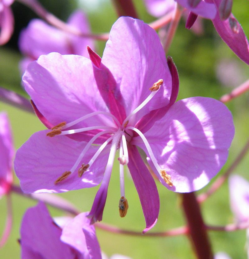 Epilobium Angustifolium Blumensamen zur Aussaat Landhaus Garten wichtig Traditionssorte & ohne Gentechnik Samen Hausgarten