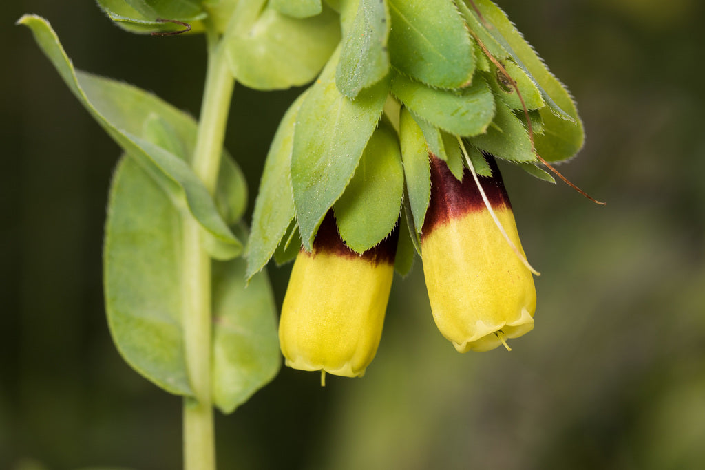 Gelb Cerinthe Blumensamen zur Aussaat – ideal Rabatten – Traditionssorte & ohne Gentechnik Samen Hausgarten