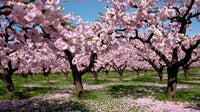 Kirschbaum Blumensamen zur Aussaat – saisonal Dauerblüher – Traditionssorte & ohne Gentechnik Samen Hausgarten
