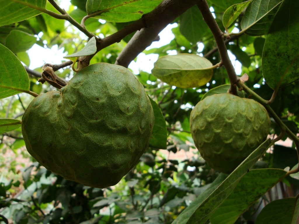 Annona cherimola Fruchtsamen für einfaches Anpflanzen