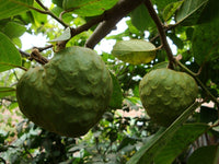 Annona cherimola Fruchtsamen für einfaches Anpflanzen